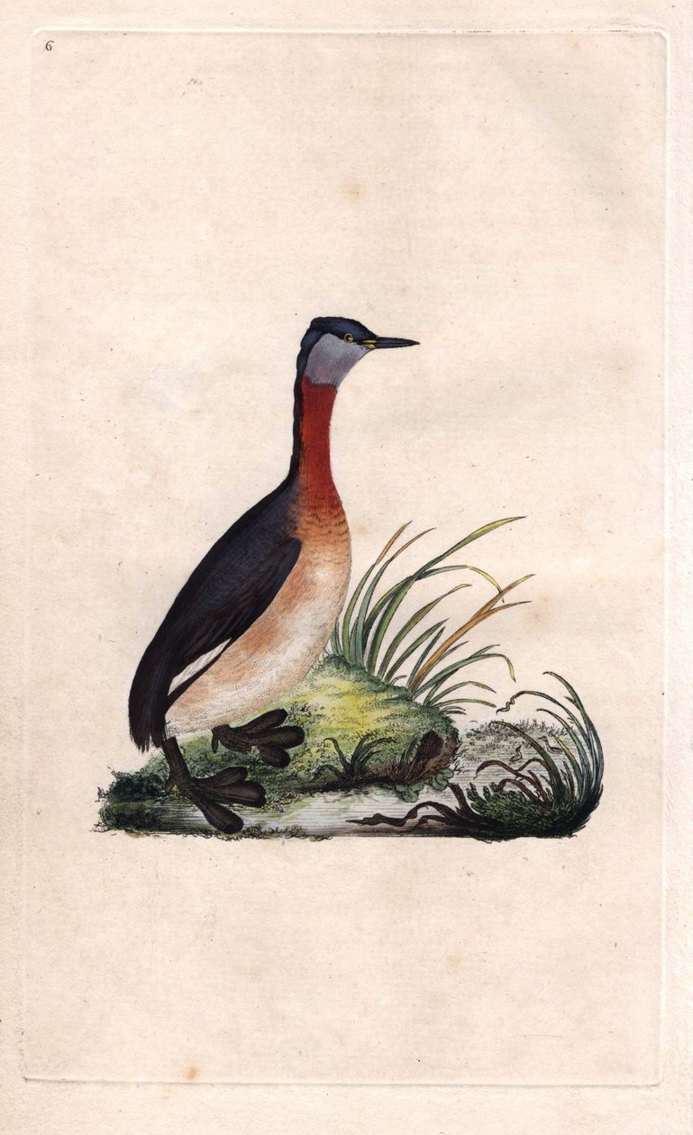 Grebe munter. Podiceps grisegena (Podiceps ruficollis). Kobberstik af Edward Donovan (1768-1837), udgivet i Histoire naturelle des oiseaux britanniques, London af Edward Donovan