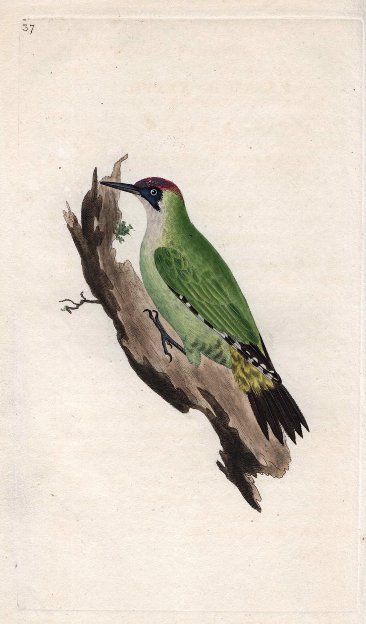 Grøn spætte. Picus viridis. Kobberstik af Edward Donovan (1768-1837), udgivet i Natural History of British Birds, London af Edward Donovan