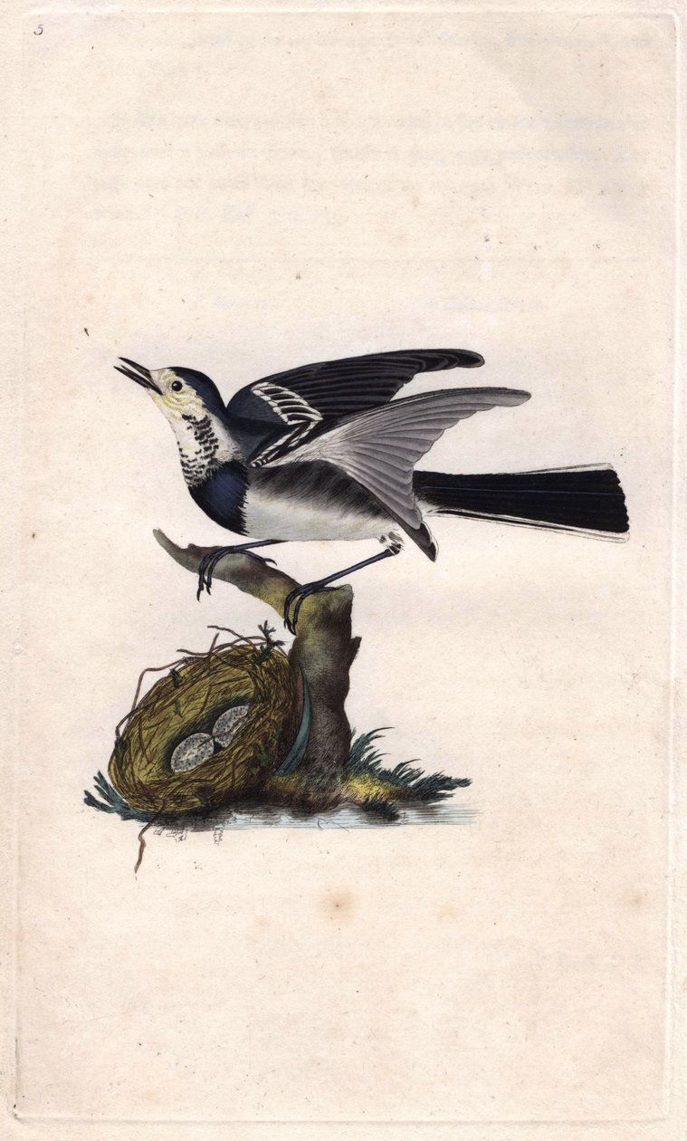 Grå vipstjert. Motacilla alba. Kobberstik af Edward Donovan (1768-1837), udgivet i Natural History of British Birds, London af Edward Donovan