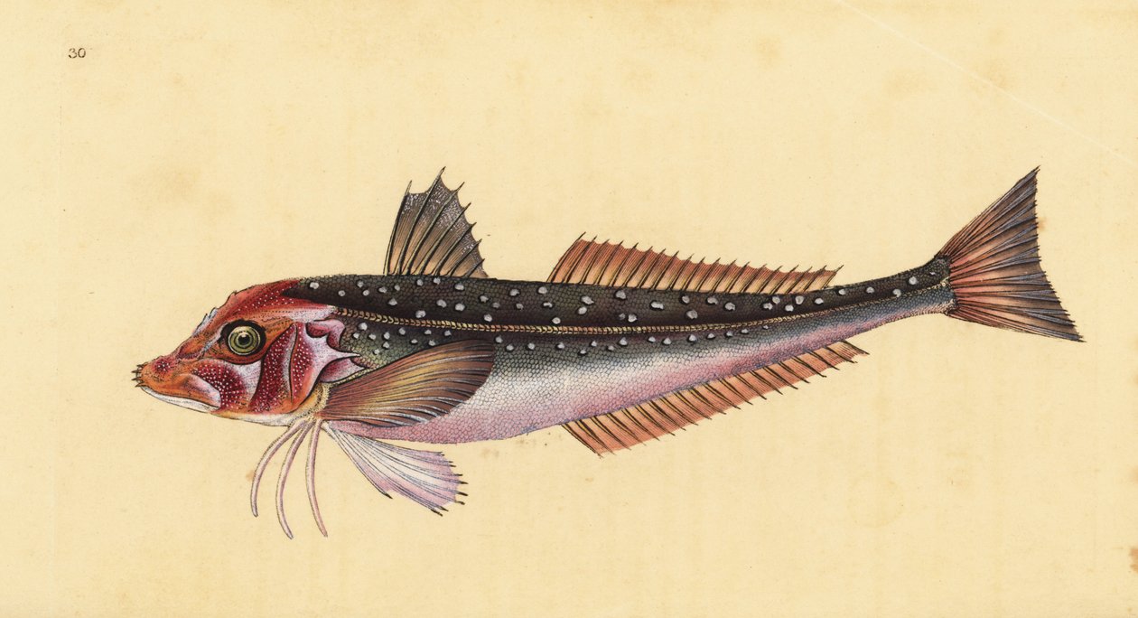 Grå gurnardus, Eutrigla gurnardus (Trigla gurnardus). Håndfarvet kobberplade tegnet og indgraveret af Edward Donovan fra hans Natural History of British Fishes, Donovan og F.C. og J. Rivington, London af Edward Donovan