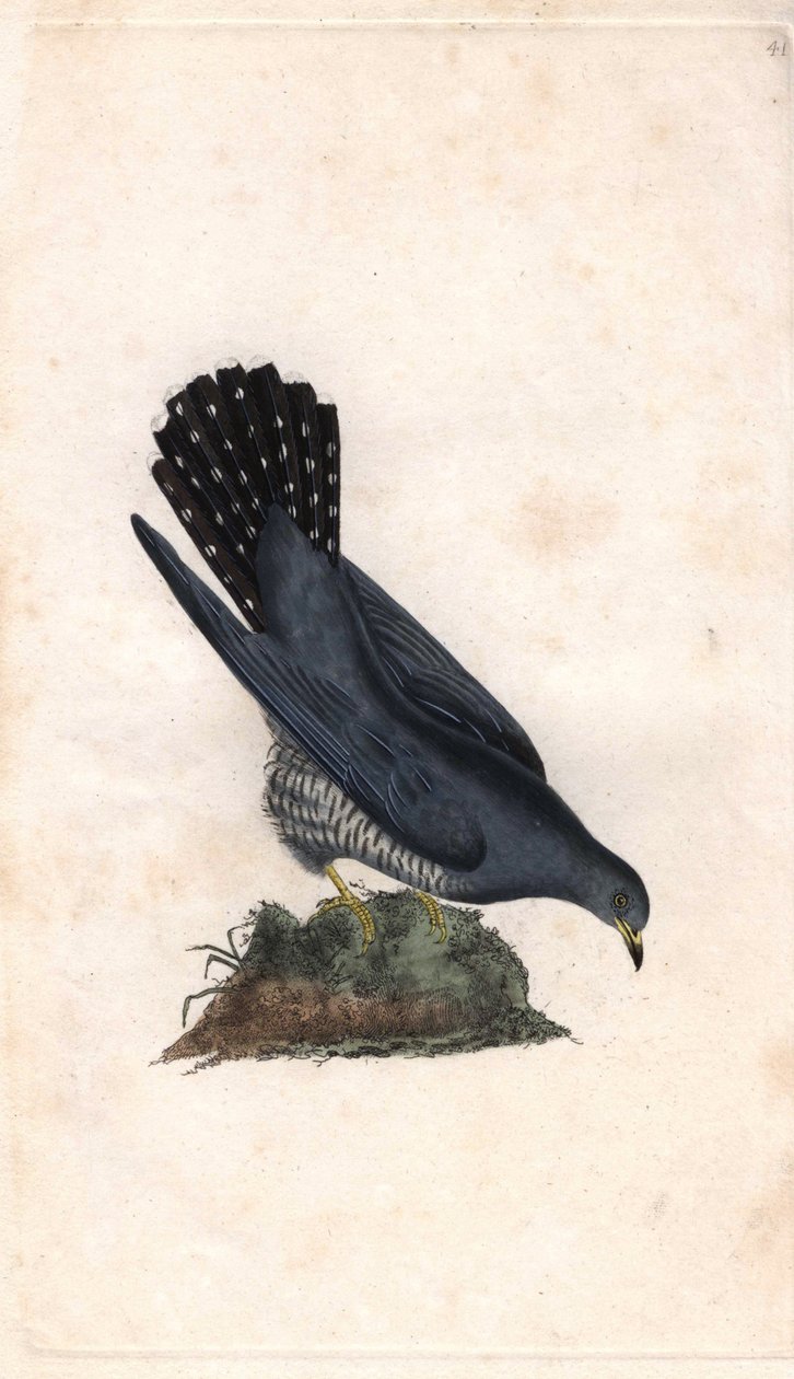 Grå hej. Cuculus canorus. Kobberstik af Edward Donovan (1768-1837), udgivet i Natural History of British Birds, London af Edward Donovan