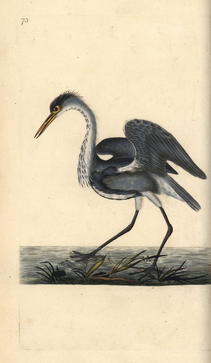 Gråhejre, Ardea cinerea. Håndfarvet kobberplade tegnet og graveret af Edward Donovan fra hans egen "Natural History of British Birds," London af Edward Donovan