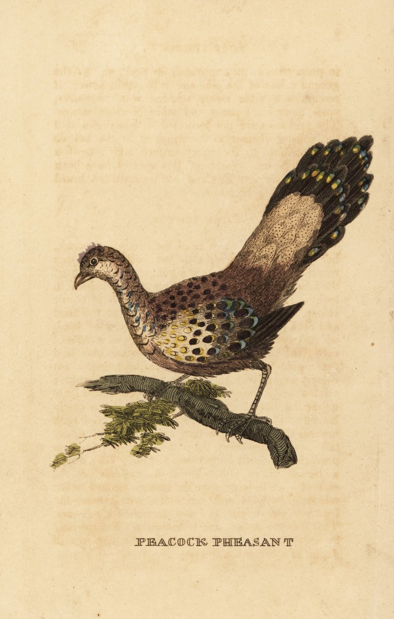 Grå påfugl-fasan, Polyplectron bicalcaratum af Edward Donovan