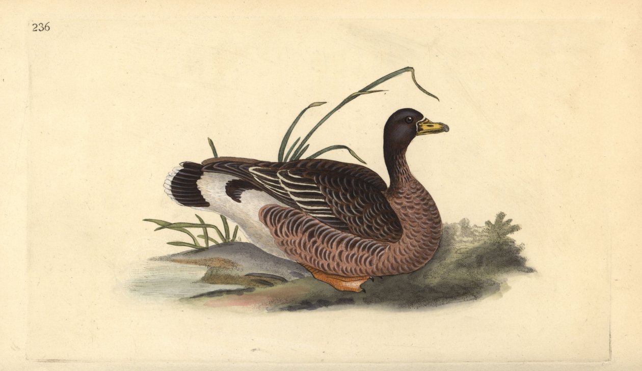 Grågås, Anser anser. Håndfarvet kobberplade tegnet og graveret af Edward Donovan fra hans egen "Natural History of British Birds," London af Edward Donovan