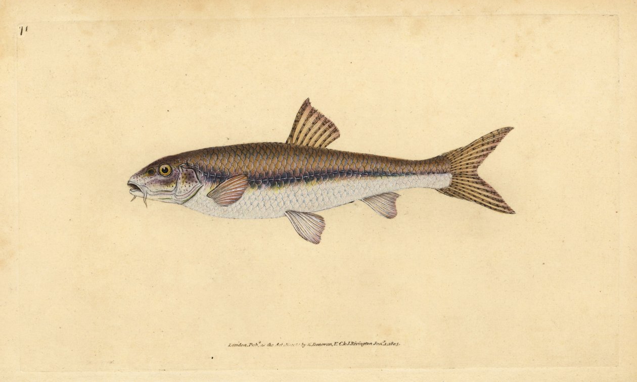 Gudgeon, Gobio gobio (Cyprinus gobio). Håndfarvet kobberplade tegnet og indgraveret af Edward Donovan fra hans Natural History of British Fishes, Donovan og F.C. og J. Rivington, London af Edward Donovan