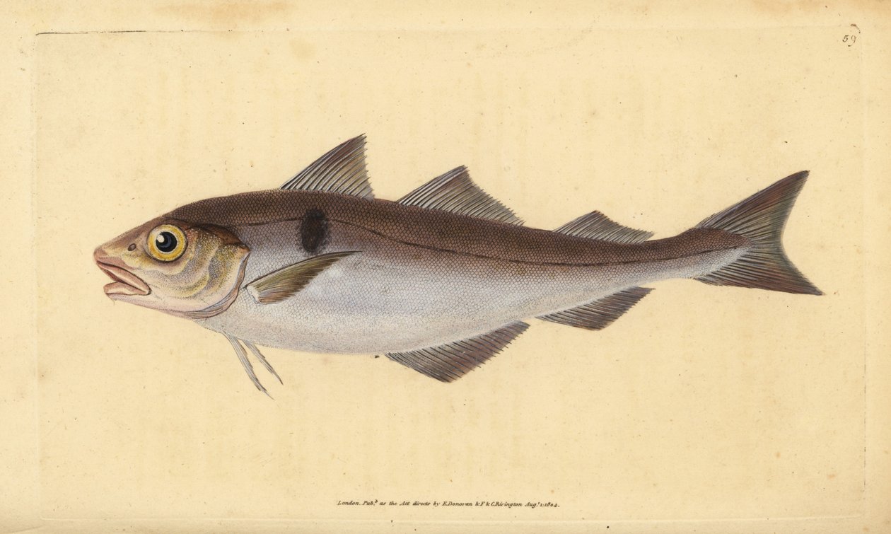 Kuller, Melanogrammus aeglefinus (Gadus aeglefinus). Sårbar. Håndfarvet kobberplade tegnet og indgraveret af Edward Donovan fra hans Natural History of British Fishes, Donovan og F.C. og J. Rivington, London af Edward Donovan