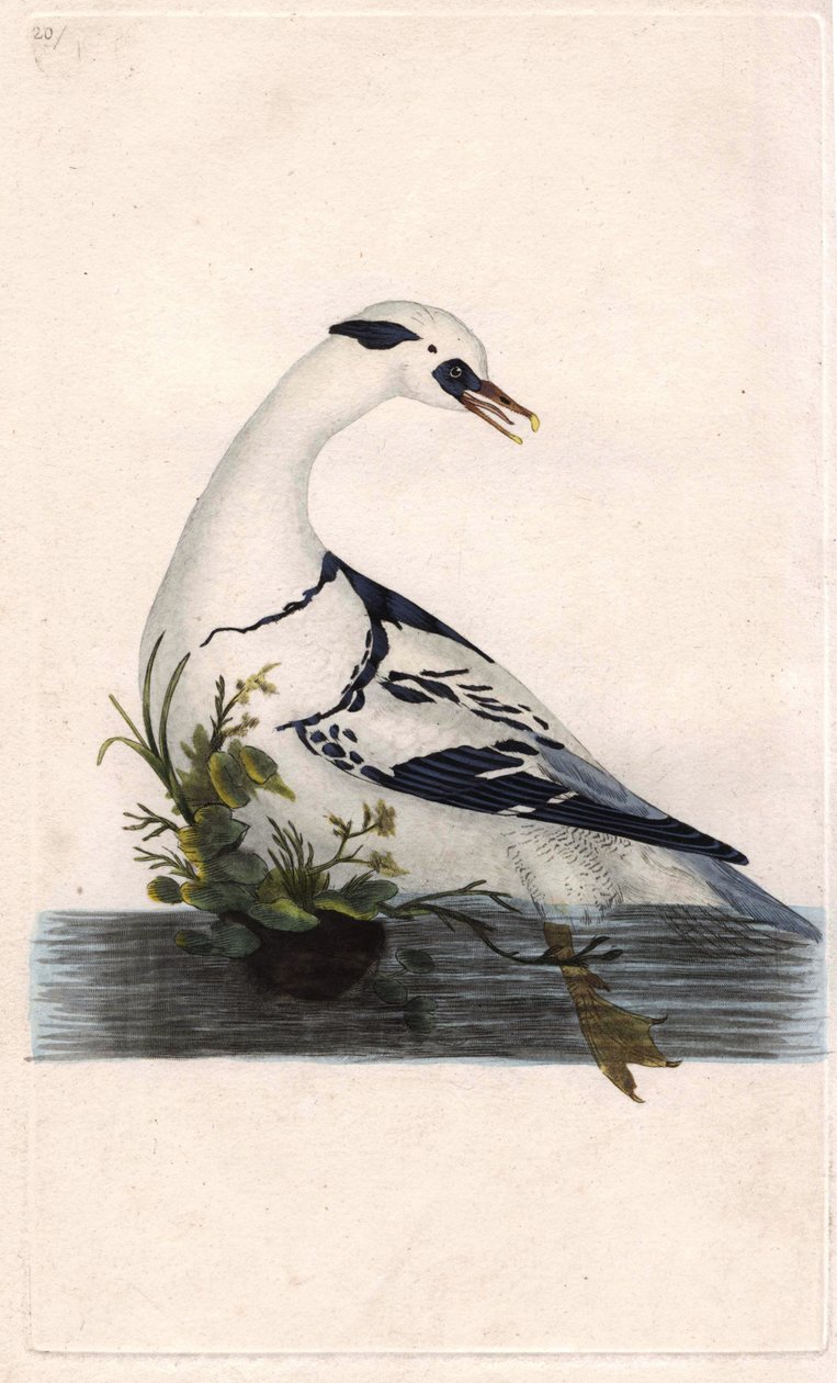 Harle bønder. Mergus albellus. Kobberstik af Edward Donovan (1768-1837), udgivet i Natural History of British Birds, London af Edward Donovan