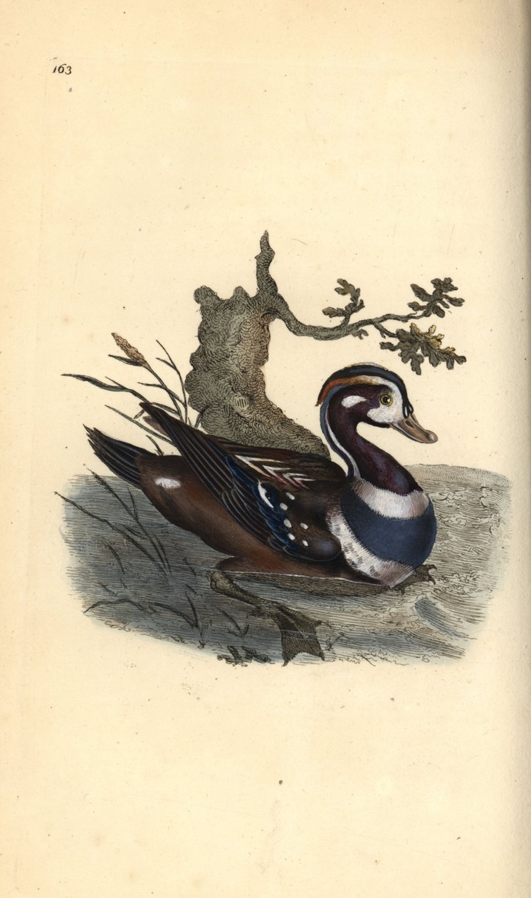 Harlekinand, Histrionicus histrionicus. Håndfarvet kobberplade tegnet og graveret af Edward Donovan fra hans egen "Natural History of British Birds," London af Edward Donovan