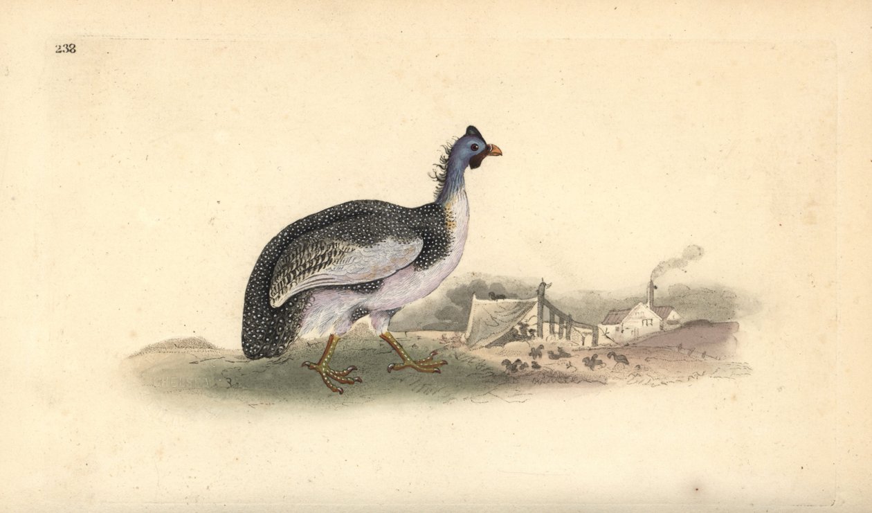 Perlehøns med hjelm, Numida meleagris. Håndfarvet kobberplade tegnet og graveret af Edward Donovan fra hans egen "Natural History of British Birds," London af Edward Donovan