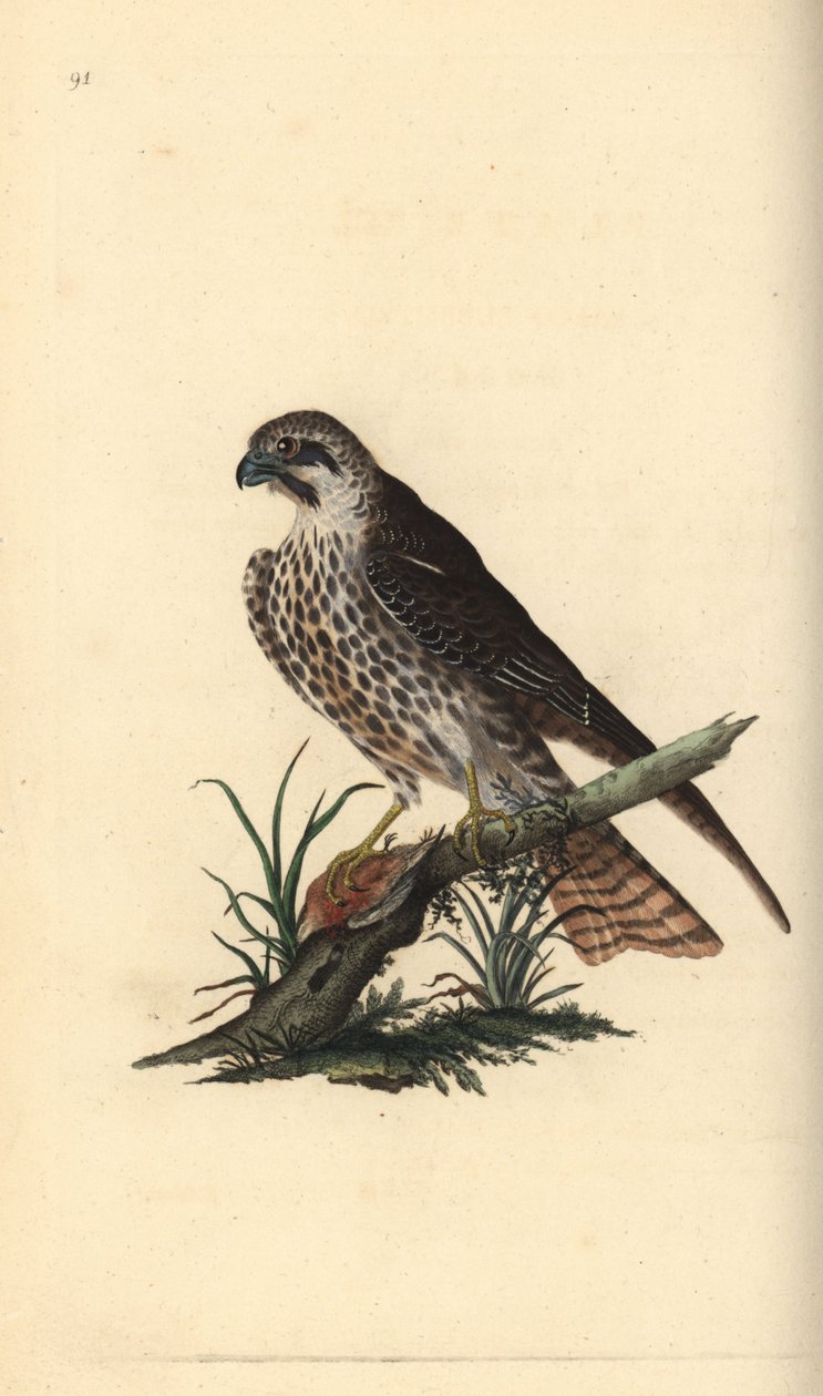 Hobby, Falco subbuteo, med den ene fod på en død fugl. Håndkoloreret kobberstik tegnet og graveret af Edward Donovan efter hans egen "Natural History of British Birds", London af Edward Donovan