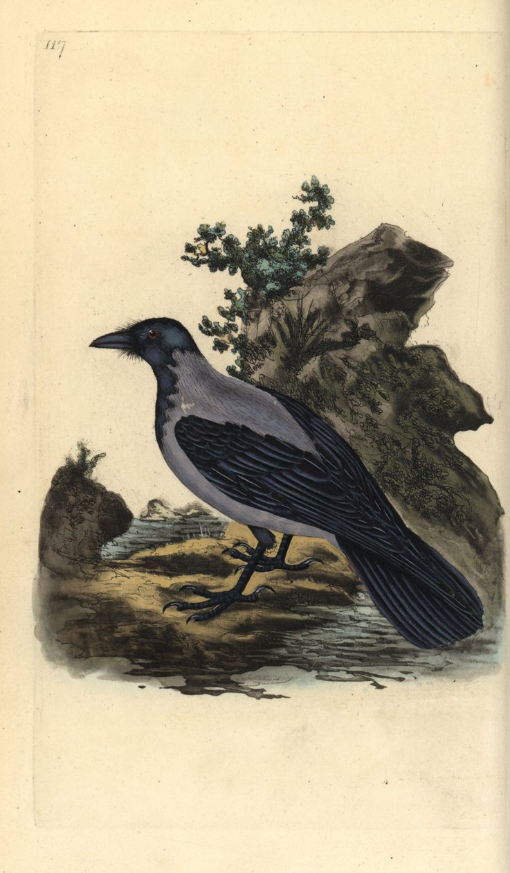 Hættekrage, Corvus cornix. Håndfarvet kobberplade tegnet og graveret af Edward Donovan fra hans egen "Natural History of British Birds," London af Edward Donovan