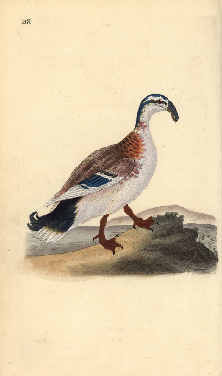 Krognæbbet gråænd, Anas platyrhynchos. Håndfarvet kobberplade tegnet og graveret af Edward Donovan fra hans egen "Natural History of British Birds," London af Edward Donovan