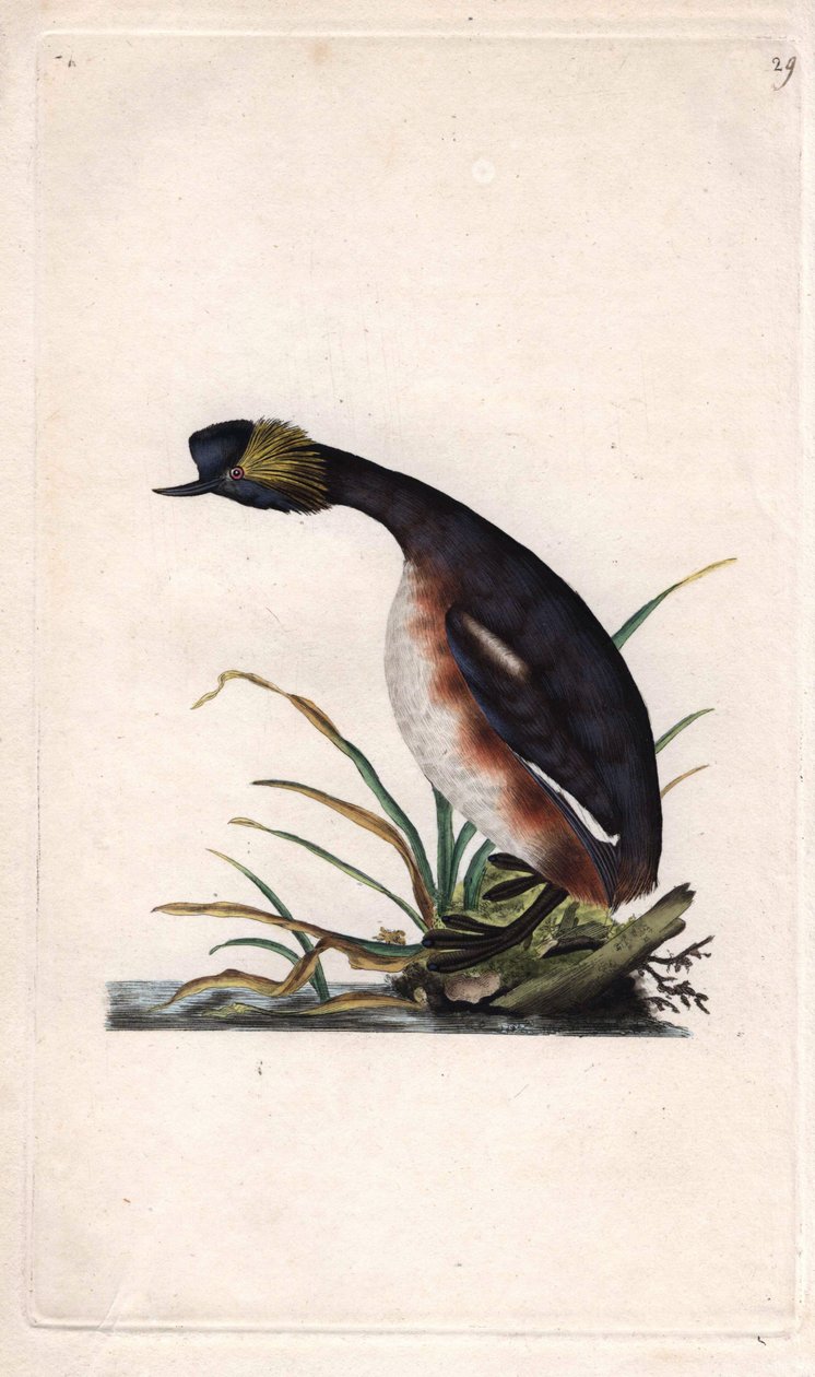 Hjørnedykker eller øresnegl. Podiceps auritus (Colymbus auritus). Kobberstik af Edward Donovan (1768-1837), udgivet i Histoire naturelle des oiseaux britanniques, London af Edward Donovan