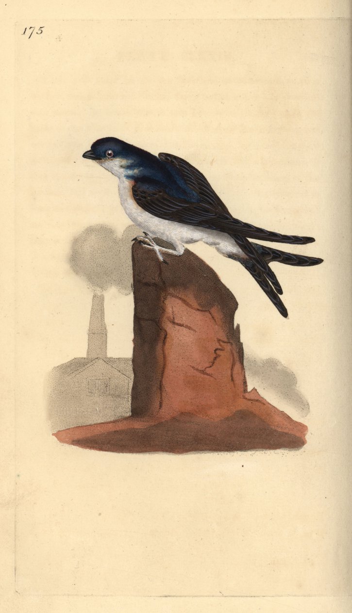 Husmartin, Delichon urbicum, placeret på toppen af en skorsten. Håndfarvet kobberplade tegnet og graveret af Edward Donovan fra hans egen "Natural History of British Birds," London af Edward Donovan