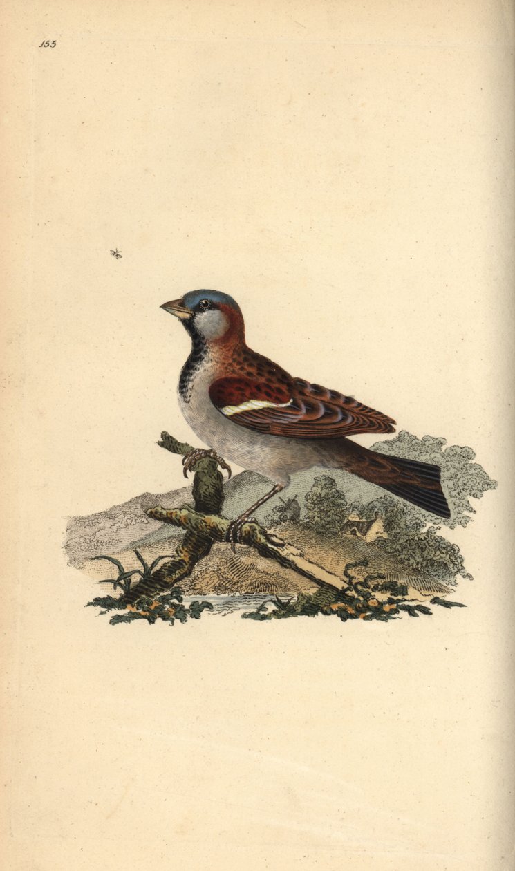 Husspurv, Pour domesticus. Håndkoloreret kobberstik tegnet og graveret af Edward Donovan efter hans egen "Natural History of British Birds", London af Edward Donovan
