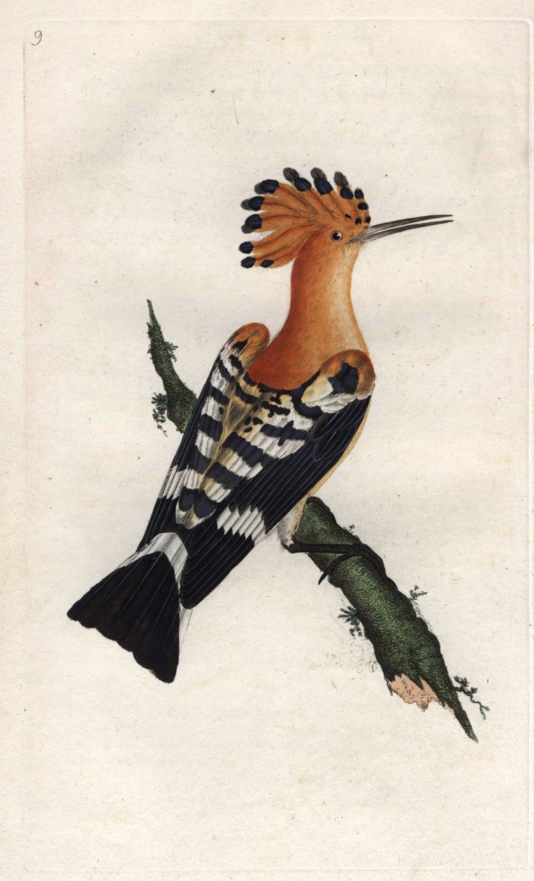 Hoopoe. Upupa epops. Kobberstik af Edward Donovan (1768-1837), udgivet i Natural History of British Birds, London af Edward Donovan