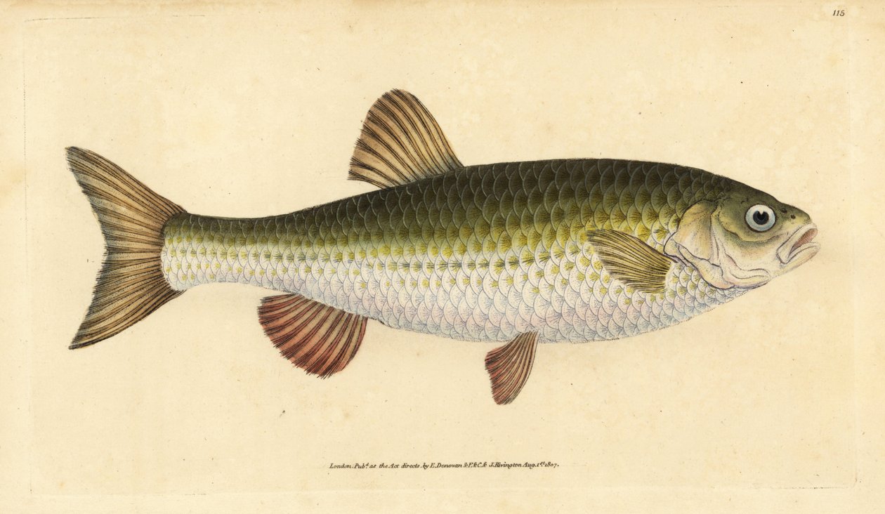 Ide, Leuciscus idus (Chub, Cyprinus jeses). Håndfarvet kobberplade tegnet og indgraveret af Edward Donovan fra hans Natural History of British Fishes, Donovan og F.C. og J. Rivington, London af Edward Donovan