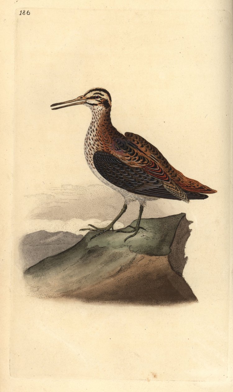 Jack snipe, Lymnocrypts minimus. Håndfarvet kobberplade tegnet og graveret af Edward Donovan fra hans egen "Natural History of British Birds," London af Edward Donovan