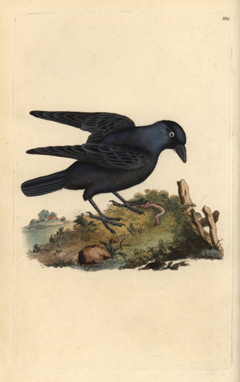 Jackdaw, Corvus monedula, med orm. Håndfarvet kobberplade tegnet og graveret af Edward Donovan fra hans egen "Natural History of British Birds" (1794-1819). Edward Donovan (1768-1837) var en anglo-irsk amatørzoolog, forfatter, kunstner og gravør. Han af Edward Donovan