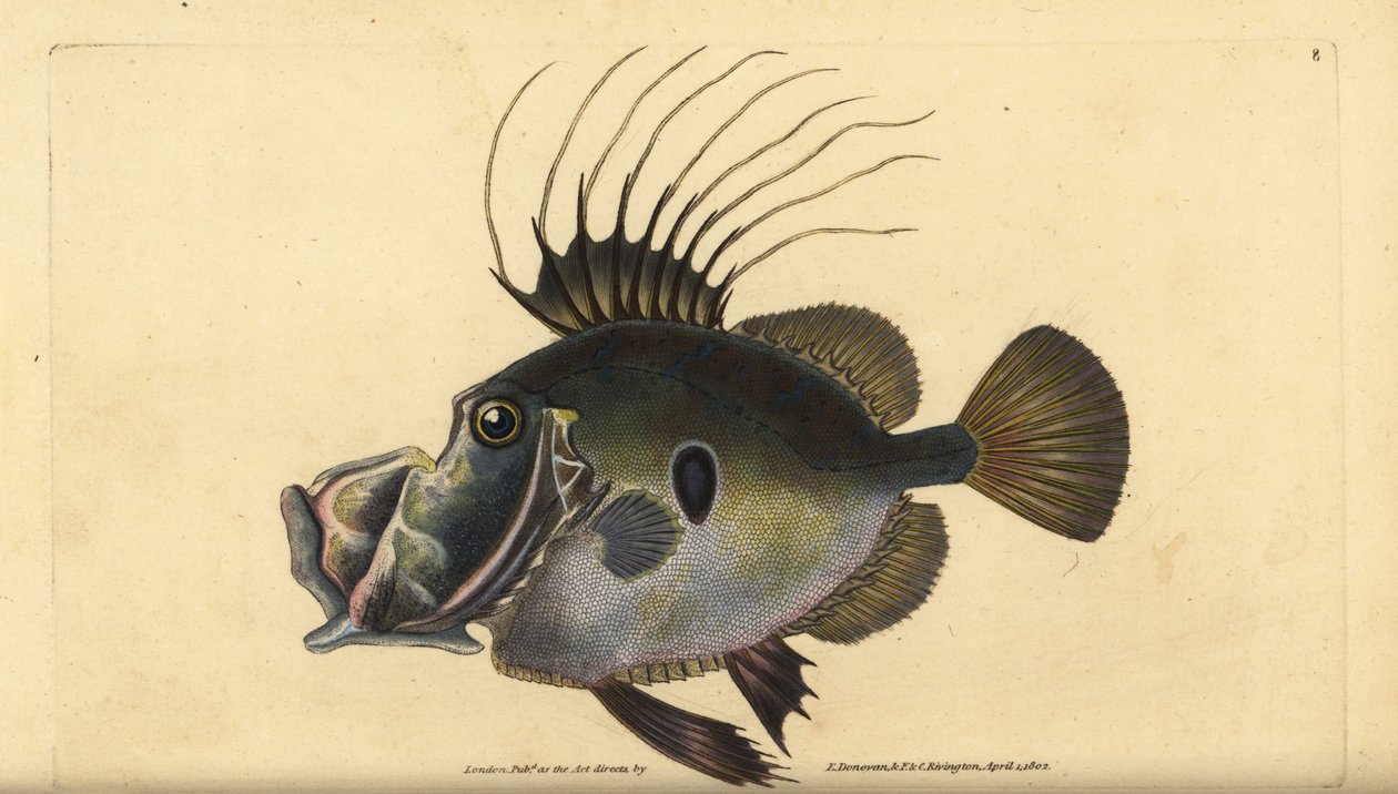 John Dory eller Doree, Zeus faber. Håndfarvet kobberplade tegnet og indgraveret af Edward Donovan fra hans Natural History of British Fishes, Donovan og F.C. og J. Rivington, London af Edward Donovan