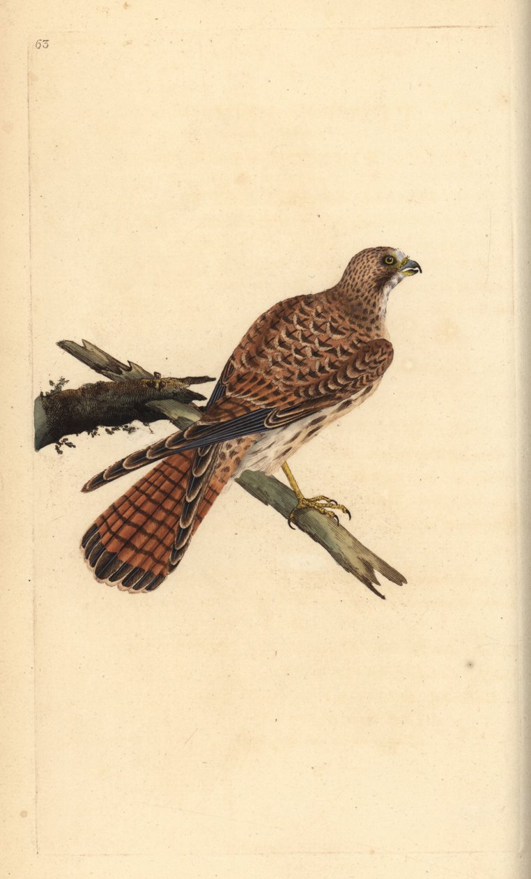 Tårnfalk, Falco tinnunculus, hun. Håndfarvet kobberplade tegnet og graveret af Edward Donovan fra hans egen "Natural History of British Birds," London af Edward Donovan