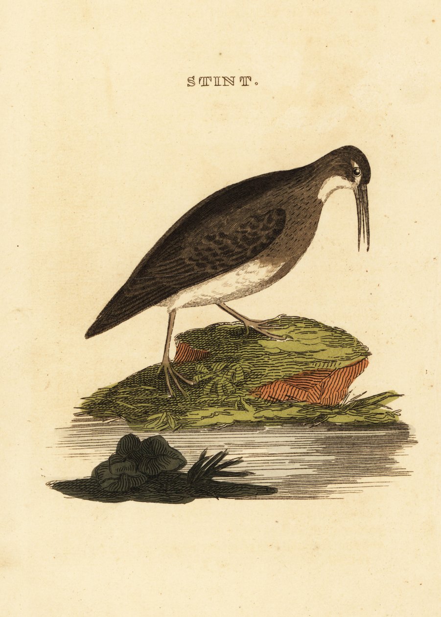 Den mindste sandløber, Calidris minutilla af Edward Donovan