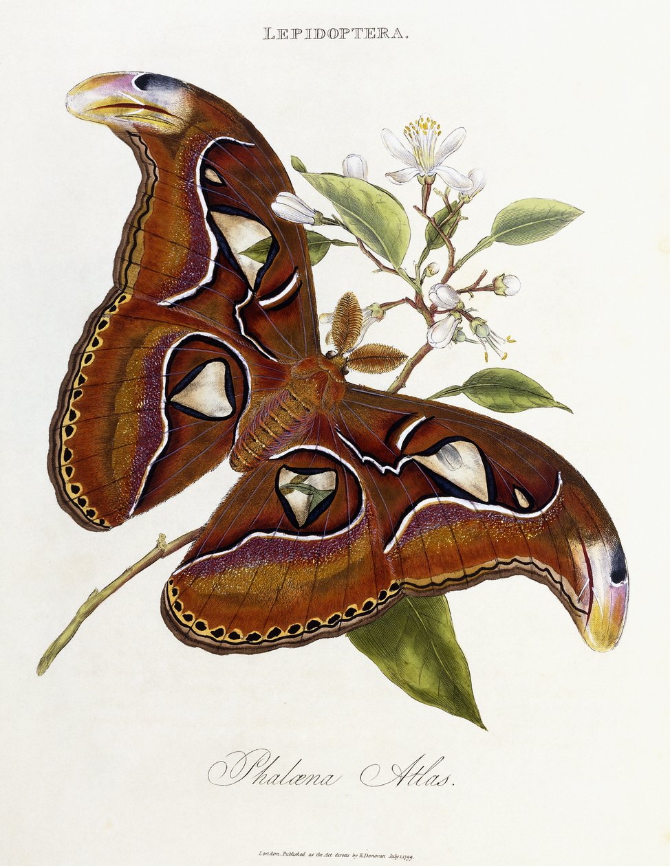 Lepidoptera: Phaloena Atlas, 1798-1799 af Edward Donovan