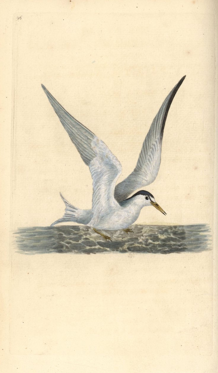Lille eller lille terne, Sternula albifrons. Håndfarvet kobberplade tegnet og graveret af Edward Donovan fra hans egen "Natural History of British Birds," London af Edward Donovan