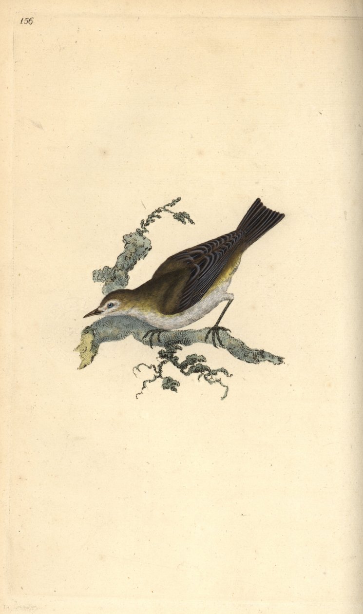 Mindre småbørster, hippolay motacilla. Håndfarvet kobberplade tegnet og graveret af Edward Donovan fra hans egen "Natural History of British Birds," London af Edward Donovan