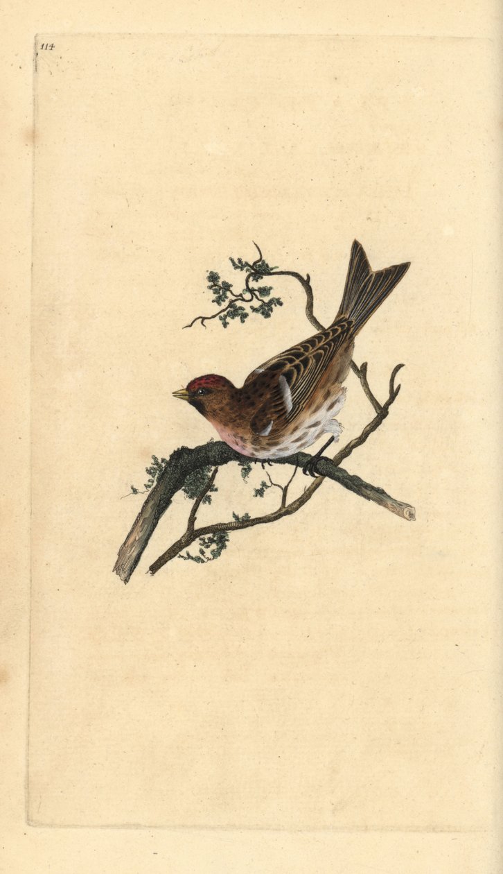 Mindre rødpoll, Carduelis-kabaret. Håndfarvet kobberplade tegnet og graveret af Edward Donovan fra hans egen "Natural History of British Birds," London af Edward Donovan