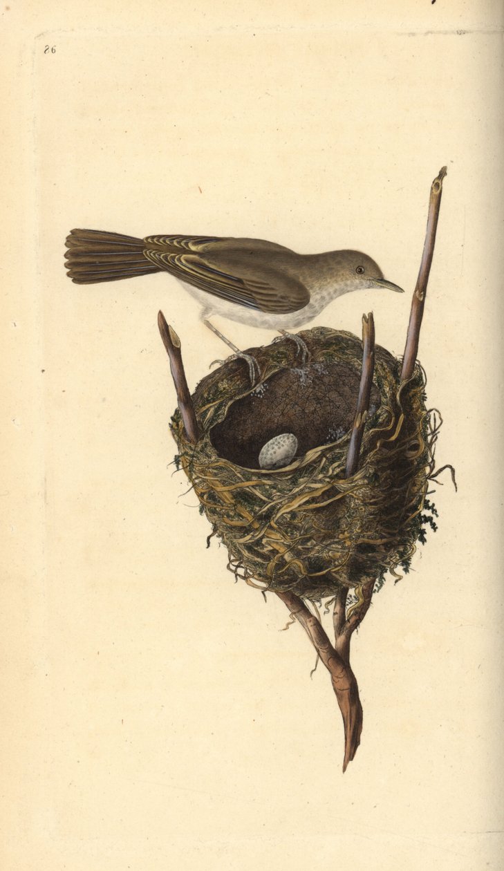 Lille hvidhals, Sylvia communis, med rede og æg. Håndfarvet kobberplade tegnet og graveret af Edward Donovan fra hans egen "Natural History of British Birds," London af Edward Donovan