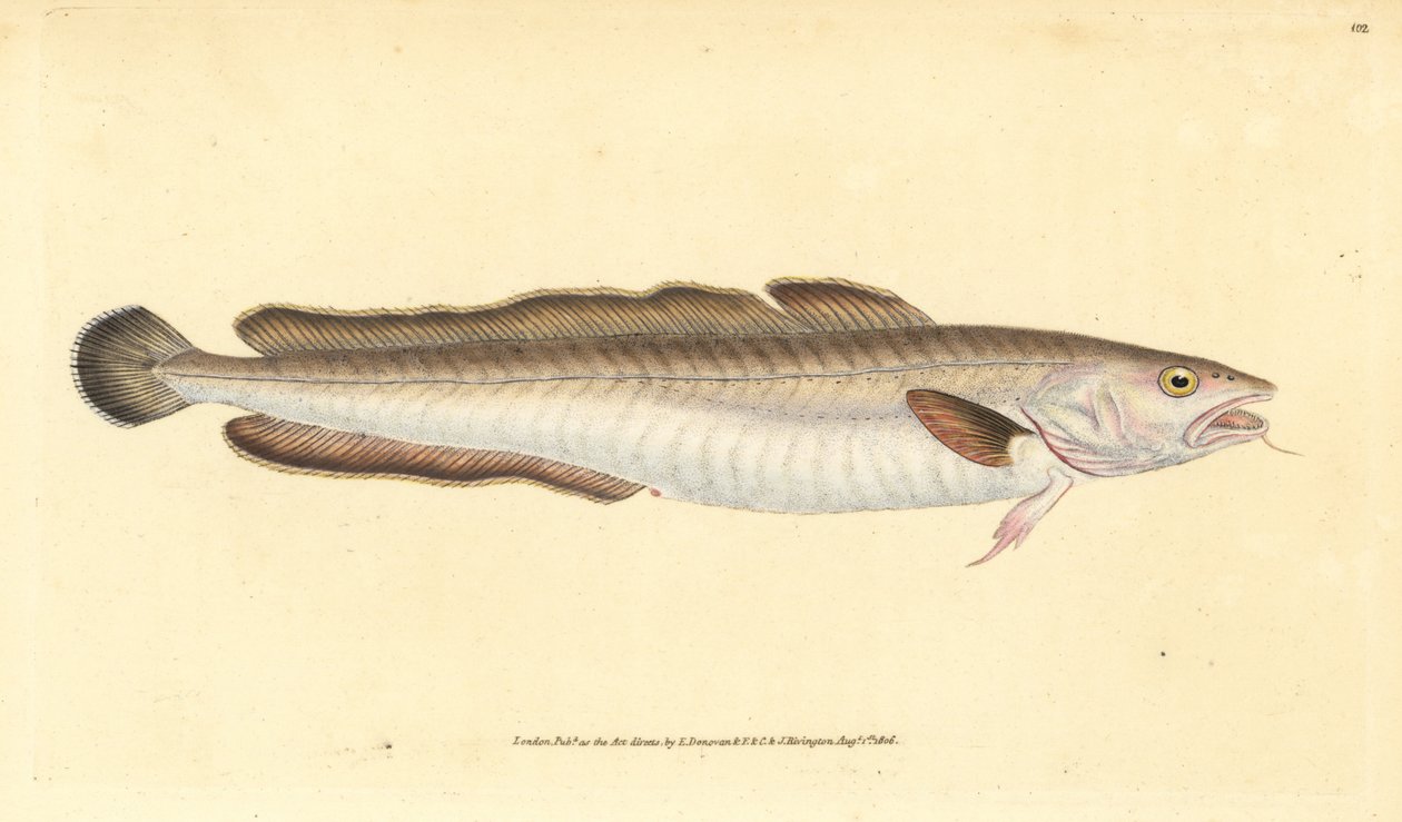 Langefisk, Molva molva (Gadus molva). Håndfarvet kobberplade tegnet og indgraveret af Edward Donovan fra hans Natural History of British Fishes, Donovan og F.C. og J. Rivington, London af Edward Donovan