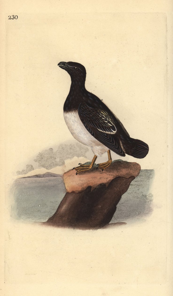 Lille alkefugl eller Dovekie (hun), Alle alle. Håndfarvet kobberplade tegnet og graveret af Edward Donovan fra hans egen "Natural History of British Birds," London af Edward Donovan