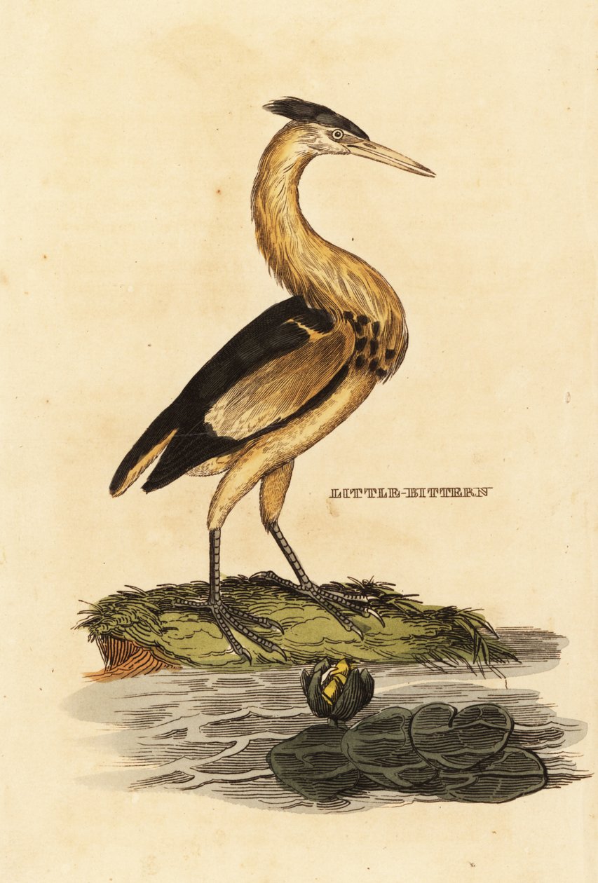 Lille bitter, Ixobrychus minuteus af Edward Donovan