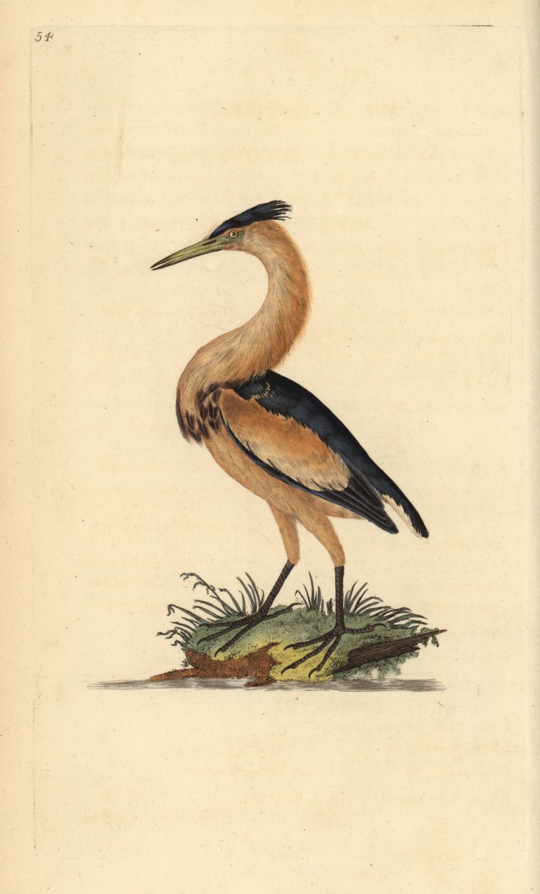 Lille bitter, Ixobrychus minutus. Håndfarvet kobberplade tegnet og graveret af Edward Donovan fra hans egen "Natural History of British Birds," London af Edward Donovan