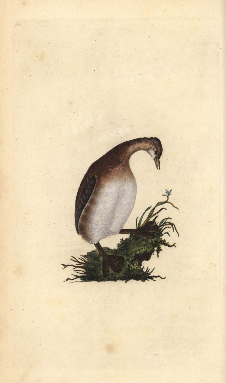 Lille lappedykker, Tachybaptus ruficollis. Håndfarvet kobberplade tegnet og graveret af Edward Donovan fra hans egen "Natural History of British Birds," London af Edward Donovan