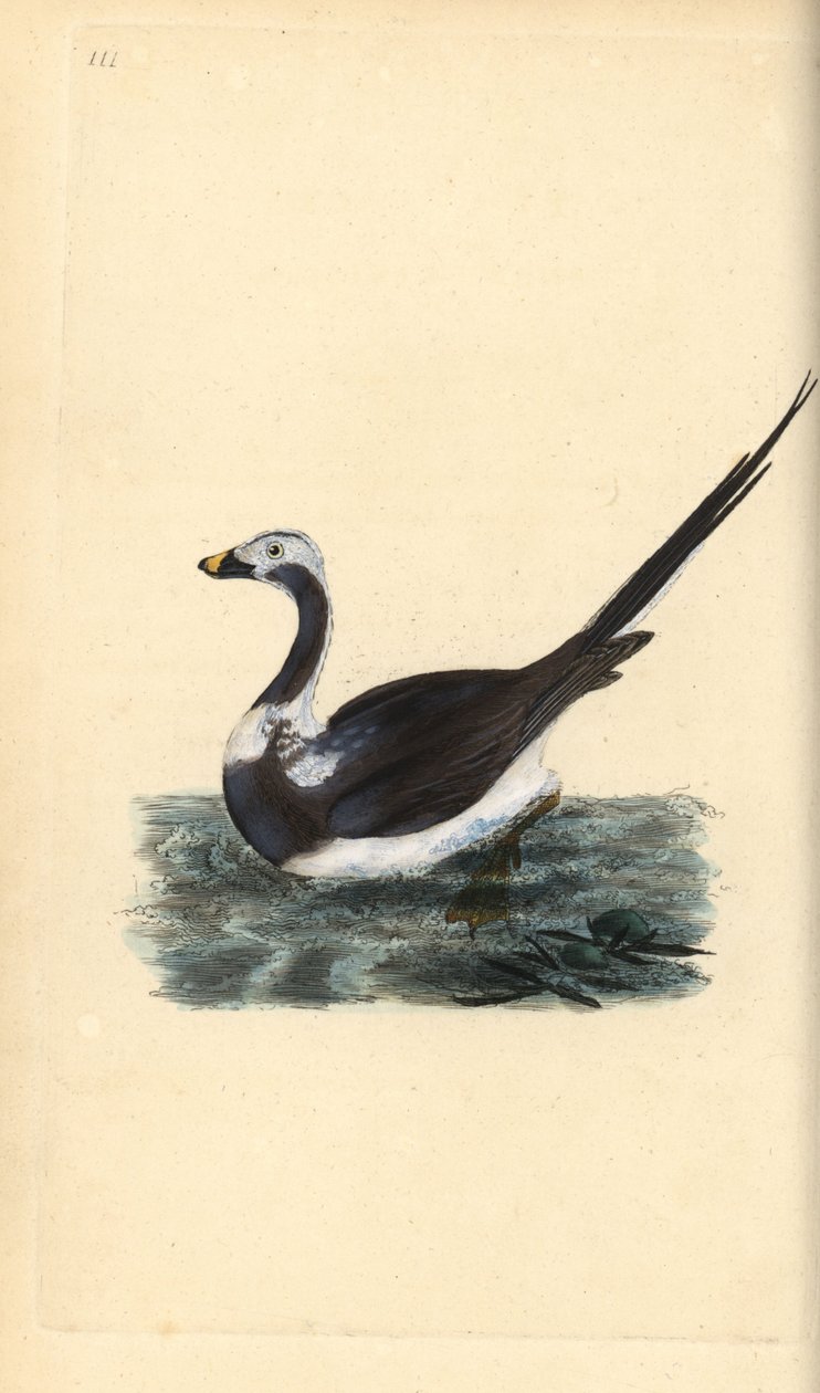 Langhaleand, Clangula hyemalis. Sårbar. Håndfarvet kobberplade tegnet og graveret af Edward Donovan fra hans egen "Natural History of British Birds," London af Edward Donovan