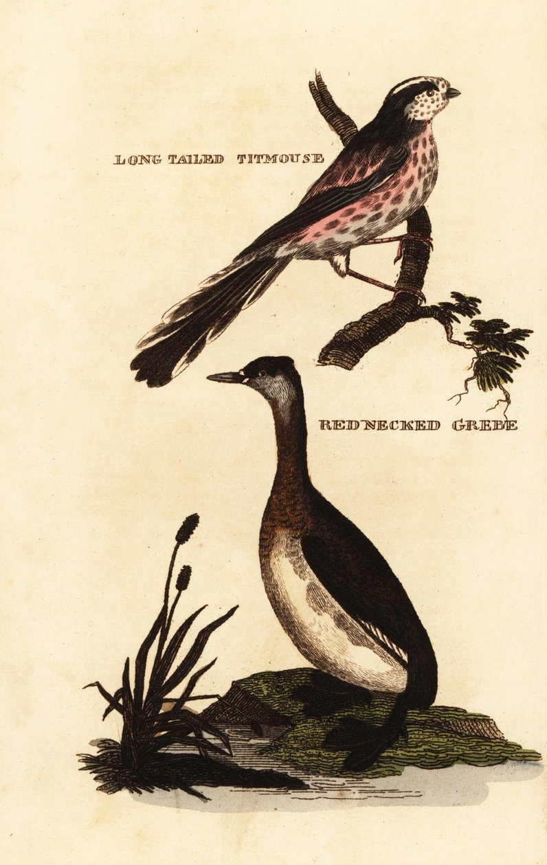 Langhalemejse eller langhalet mejse, Aegithalos caudatus og rødhalset lappedykker, Podiceps grisegena af Edward Donovan
