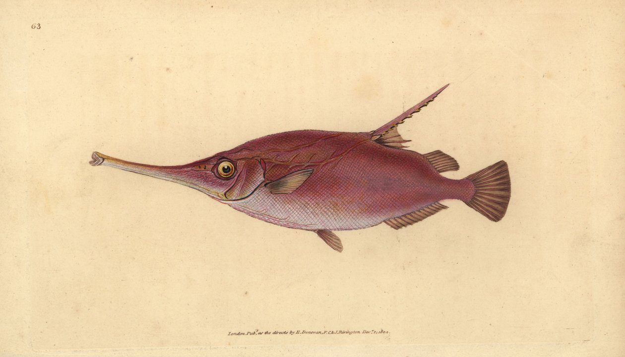 Langrygget snipefish, Macroramphosus scolopax (Snipe eller trompetfisk, Centriscus scolopax). Håndfarvet kobberplade tegnet og indgraveret af Edward Donovan fra hans Natural History of British Fishes, Donovan og F.C. og J. Rivington, London af Edward Donovan