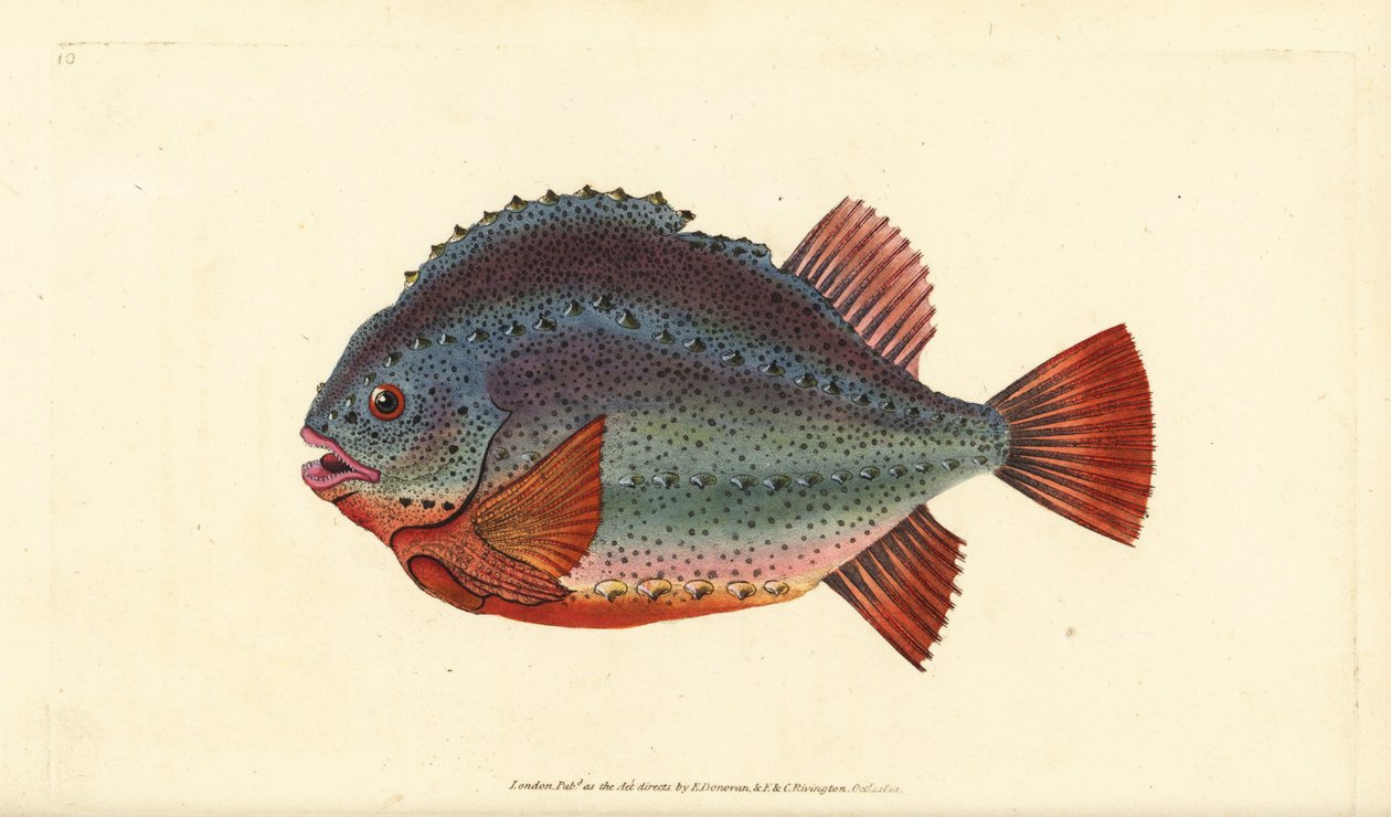 Klumpsuger eller klumpfisk, Cyclopterus lumpus. Håndfarvet kobberplade tegnet og indgraveret af Edward Donovan fra hans Natural History of British Fishes, Donovan og F.C. og J. Rivington, London af Edward Donovan