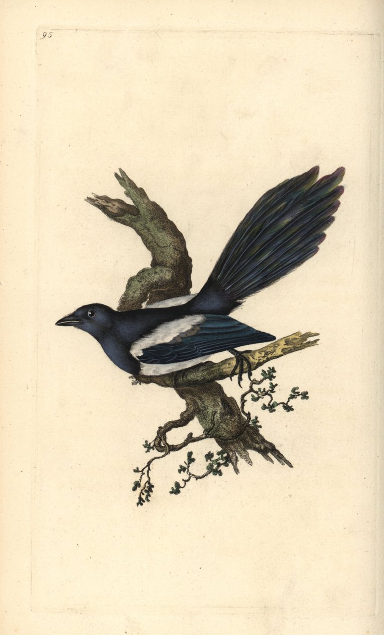 Magpie, Pica pica. Håndfarvet kobberplade tegnet og graveret af Edward Donovan fra hans egen "Natural History of British Birds," London af Edward Donovan