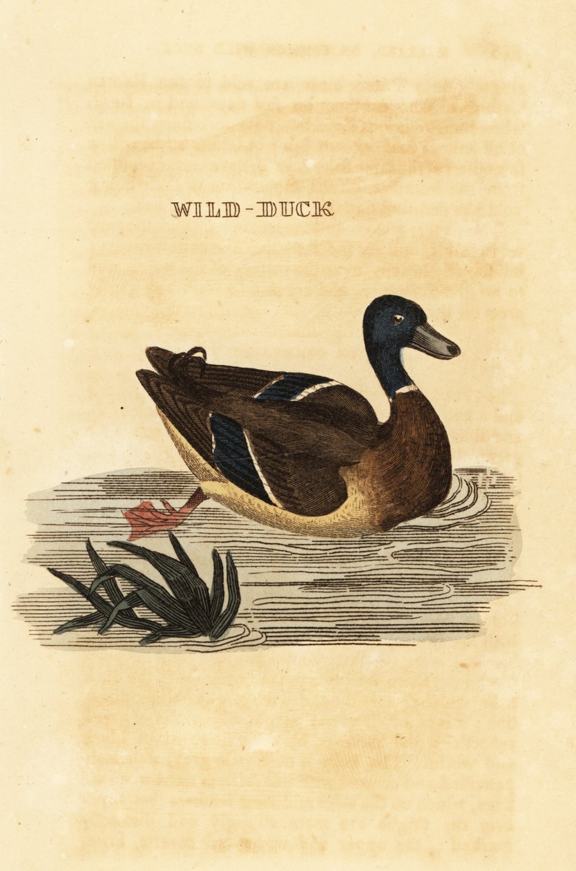 Gråænd, Anas platyrhynchos af Edward Donovan