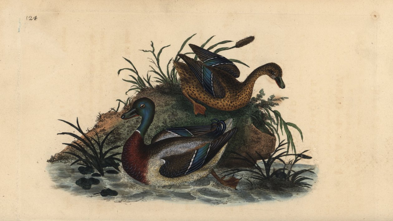 Gråænder, Anas platyrhynchos, han- og hunpar. Håndfarvet kobberplade tegnet og graveret af Edward Donovan fra hans egen "Natural History of British Birds," London af Edward Donovan
