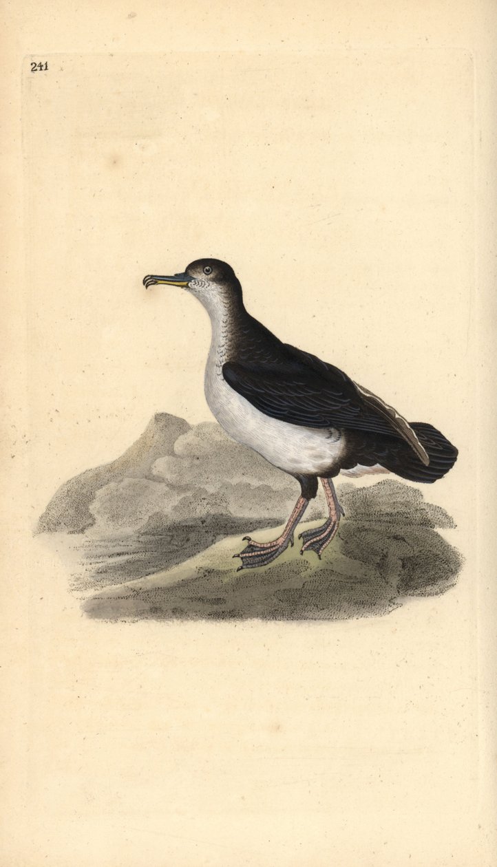 Manx-skær, Puffinus puffinus. Håndfarvet kobberplade tegnet og graveret af Edward Donovan fra hans egen "Natural History of British Birds," London af Edward Donovan