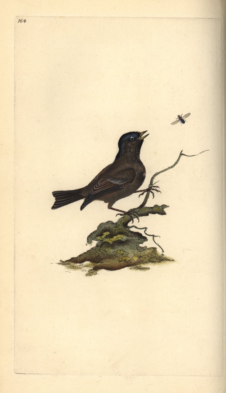 Marskmejse, Poecile Palustris. Håndfarvet kobberplade tegnet og graveret af Edward Donovan fra hans egen "Natural History of British Birds," London af Edward Donovan