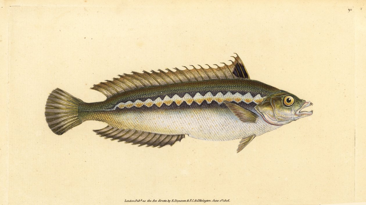 Middelhavsregnbue leppefisk, Coris julis (indrykningsstribet leppefisk, Labrus julis). Håndfarvet kobberplade tegnet og indgraveret af Edward Donovan fra hans Natural History of British Fishes, Donovan og F.C. og J. Rivington, London af Edward Donovan
