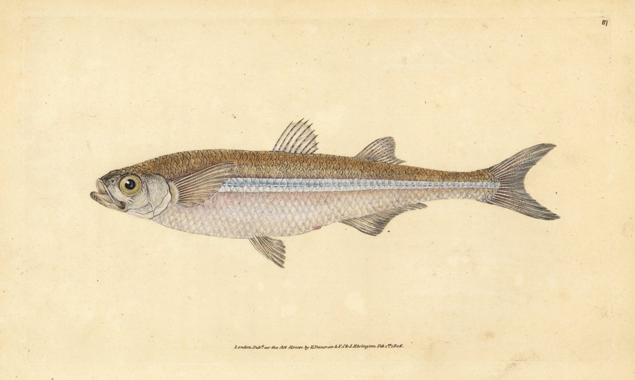 Middelhavssandlugt eller europæisk atherin, Atherina hepsetus. Håndfarvet kobberplade tegnet og indgraveret af Edward Donovan fra hans Natural History of British Fishes, Donovan og F.C. og J. Rivington, London af Edward Donovan