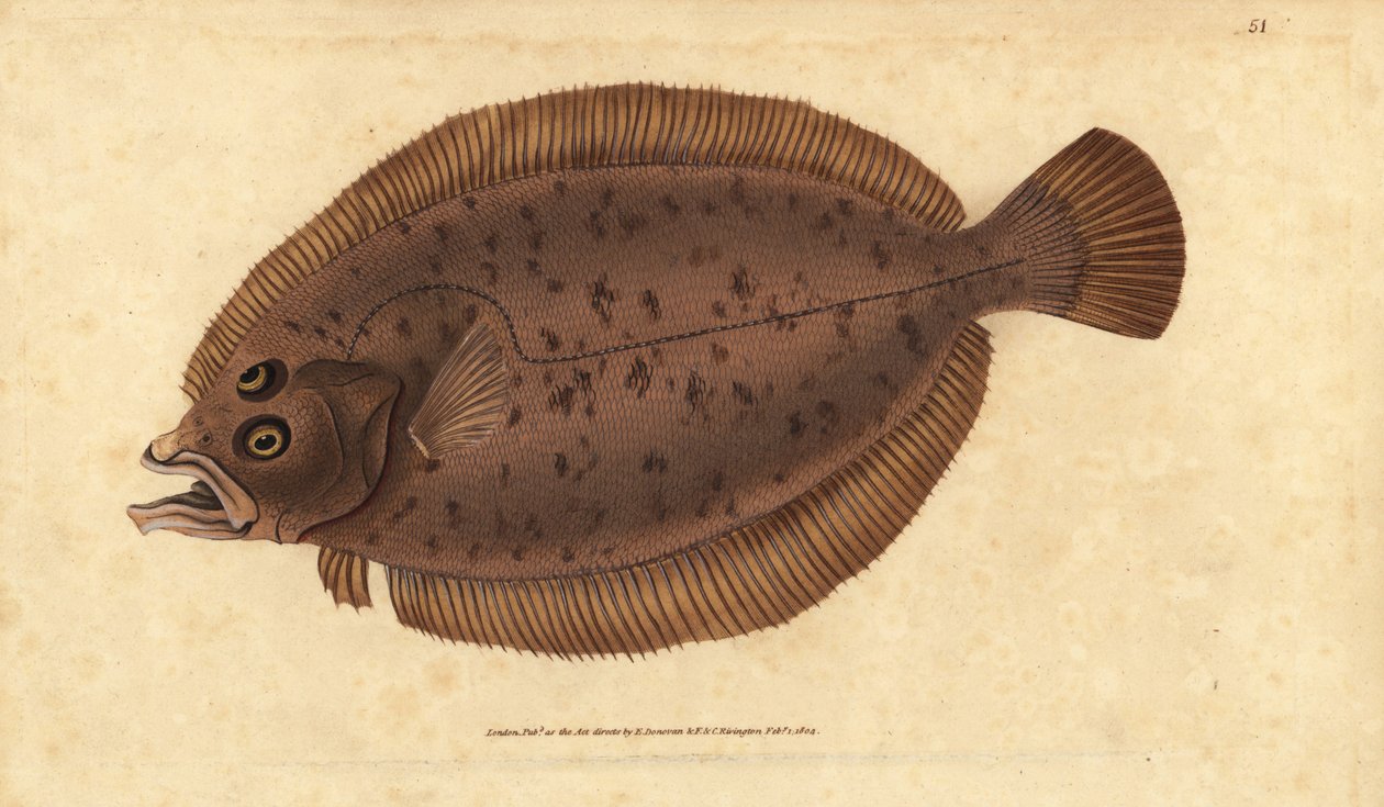 Megrim eller lugt, Lepidorhombus whiffiagonis (Pleuronectes megastoma). Håndfarvet kobberplade tegnet og indgraveret af Edward Donovan fra hans Natural History of British Fishes, Donovan og F.C. og J. Rivington, London af Edward Donovan