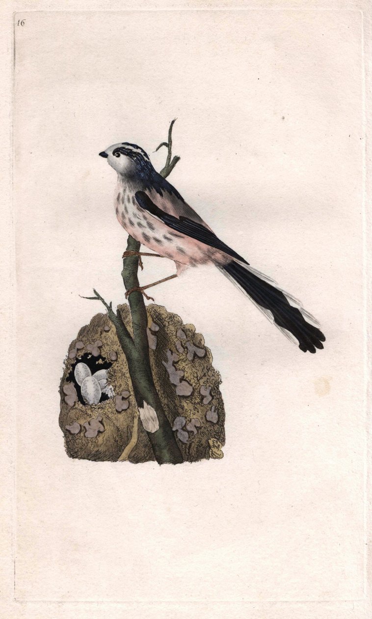 Mesange har en lang hale. Aegithalos caudatus (Parus caudatus). Kobberstik af Edward Donovan (1768-1837), udgivet i Histoire naturelle des oiseaux britanniques, London af Edward Donovan