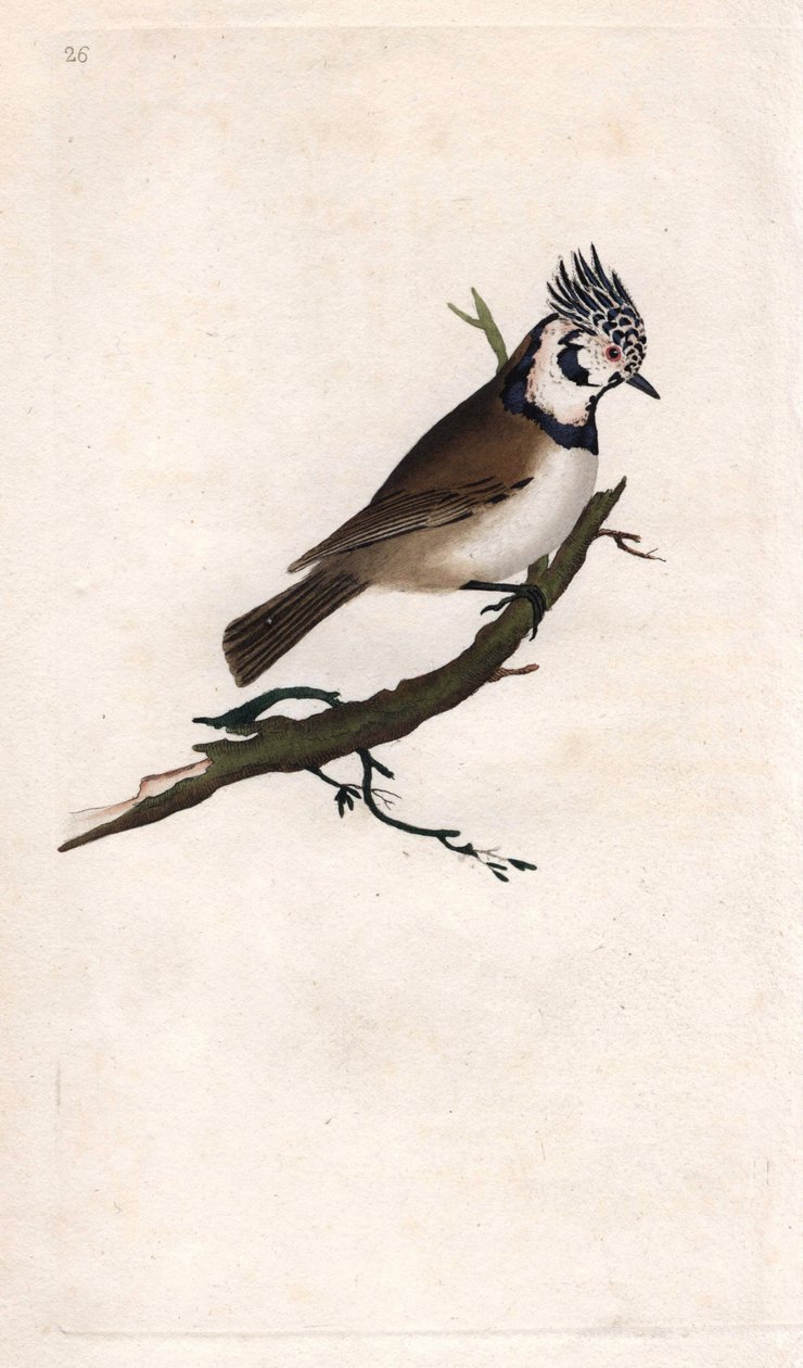 Kammejse. Lopophanes cristatus cristatus (Parus cristatus). Kobberstik af Edward Donovan (1768-1837), udgivet i Natural History of British Birds, London af Edward Donovan